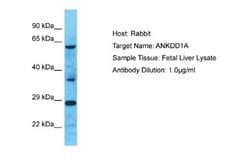 ANKDD1A Rabbit anti-Human, Polyclonal, Novus Biologicals 0.1 mL | Buy Online | Novus Biologicals | Fisher Scientific
